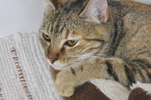 Picture of Sunny
