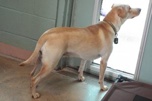 Picture of Tilly