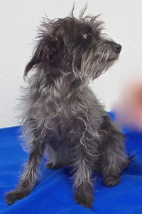 Picture of Tinkerbell