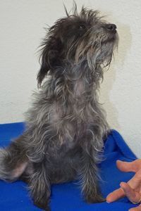 Picture of Tinkerbell