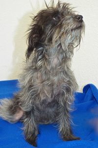 Picture of Tinkerbell
