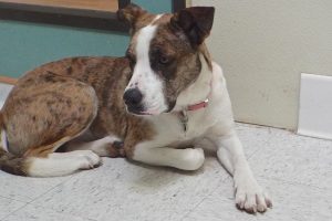 Picture of Traci