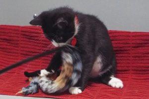 Picture of Troy