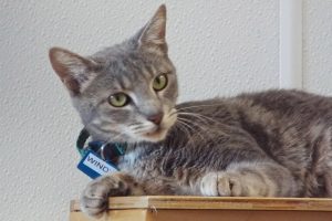 Picture of Windy