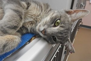 Picture of Windy