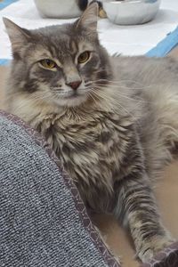 Picture of Alphonse