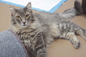 Picture of Alphonse