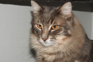Picture of Alphonse