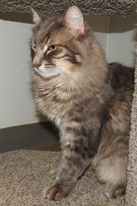 Picture of Alphonse