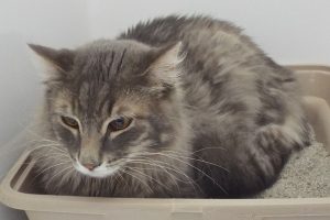 Picture of Alphonse