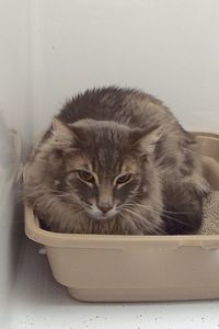 Picture of Alphonse