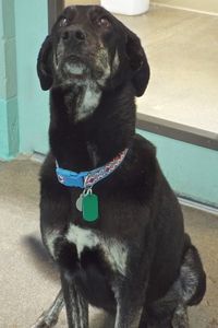 Picture of Buddy