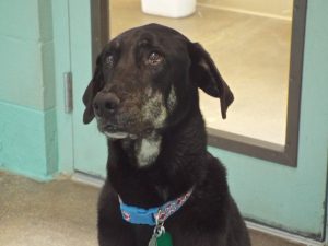 Picture of Buddy