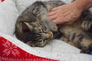 Picture of Candy Cane