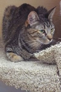 Picture of Candy Cane