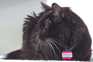 Picture of Charcoal