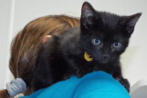 Picture of Cheddar
