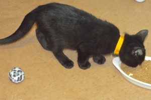 Picture of Cheddar