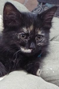 Picture of Lovie