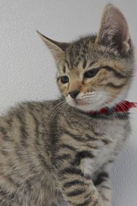 Picture of Curly