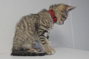 Picture of Curly
