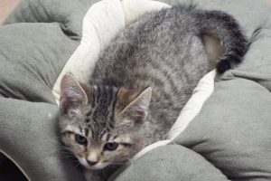 Picture of Curly