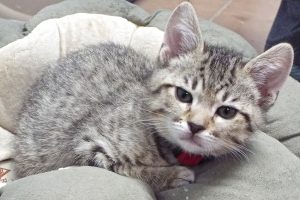 Picture of Curly