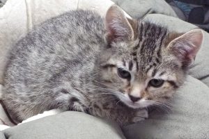 Picture of Curly