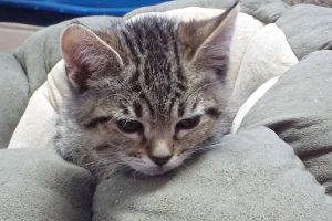 Picture of Curly