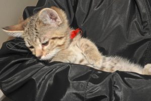 Picture of Curly