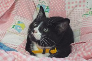 Picture of Fudge