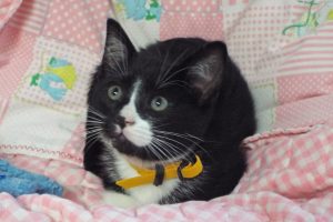 Picture of Fudge