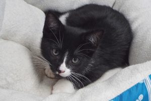 Picture of Fudge