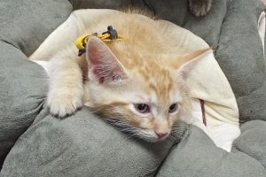 Picture of Gingersnap