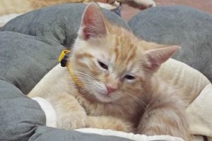 Picture of Gingersnap