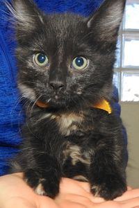 Picture of Dovie