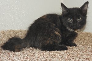 Picture of Dovie