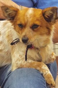 Picture of Holly