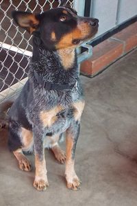 Picture of Rigger