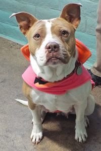 Picture of Kava