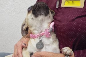 Picture of Lola