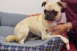Picture of Lola