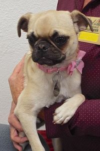 Picture of Lola