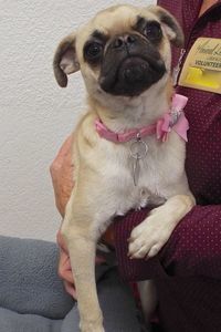 Picture of Lola