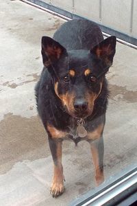 Picture of Missy