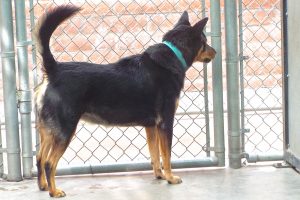 Picture of Missy