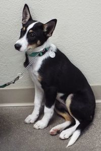 Picture of Nikki