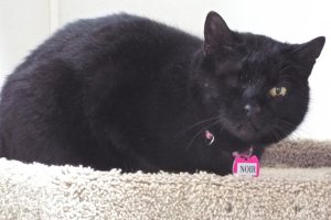 Picture of Noir