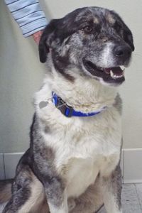 Picture of Patch