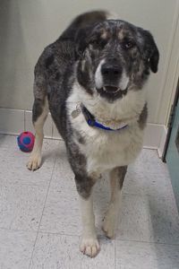 Picture of Patch